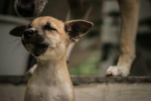 Adorable close-up of a young dog enjoying a serene moment outdoors in Mabini, Philippines.